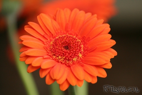 Oranje bloem