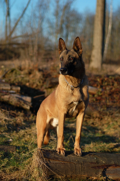 Athos Nikkor 50mm 1.8