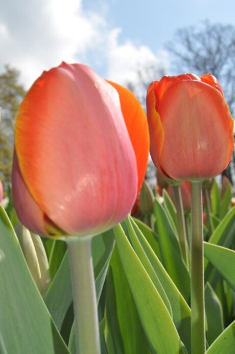 Hollanse Tulpen