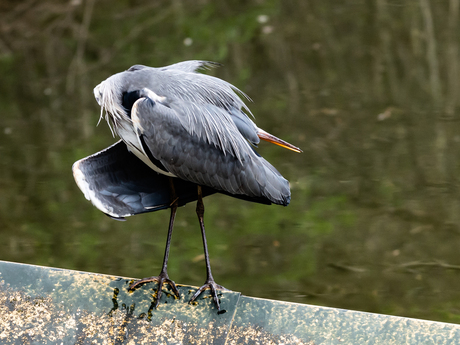 Reiger in yoga-houding