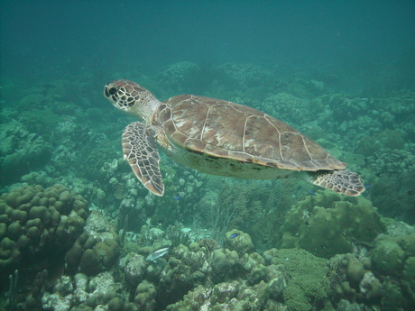 Schildpad op Bonaire