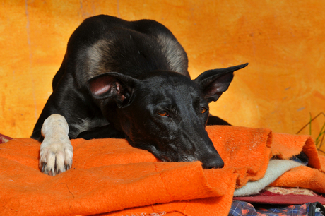 Zulu hunting dog