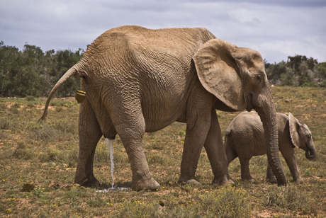 Olifant met hoge nood in Addo NP