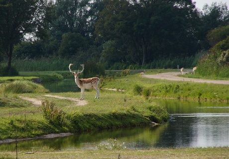 A'damse waterl.duinen-117