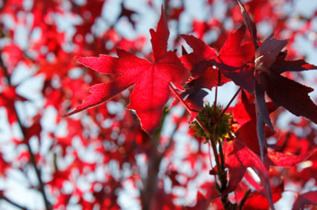 rood blad