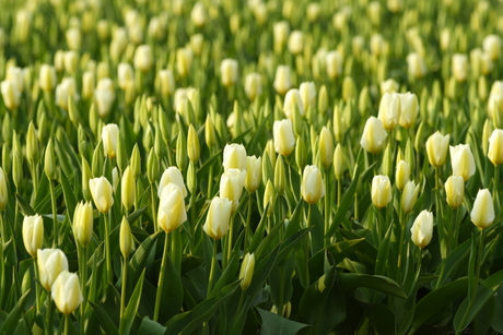 Tulpen Veld Wit 1