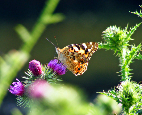 Painted lady