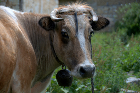 Macedonie-Nog 1 koe.