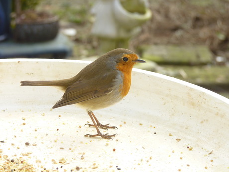 glurende roodborst