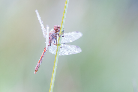 Libelle