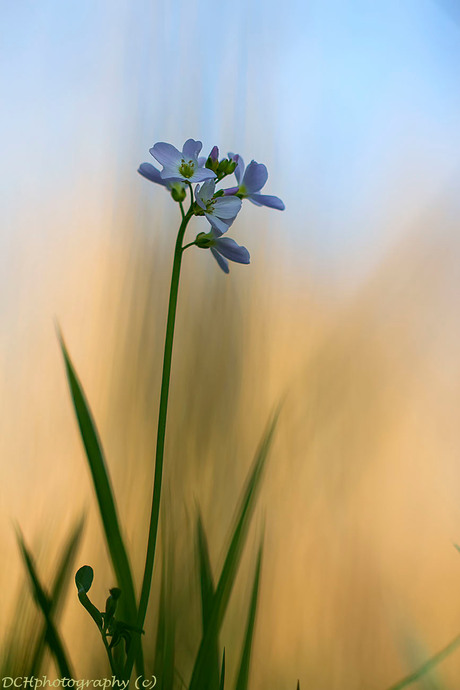 Pinksterbloem