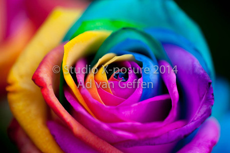 Colourfull Rose