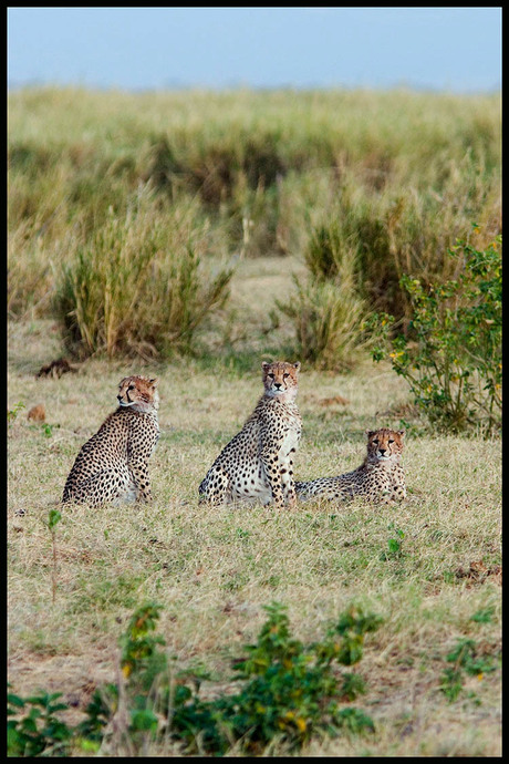 Cheetah family Ambosli Kenya