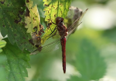 steenrode heidelibel