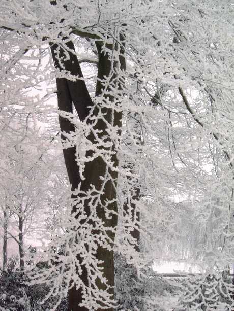 door de bomen de sneeuw zien