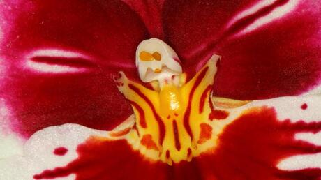 orchidee of casper het spookje?