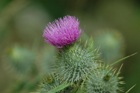 Thistle