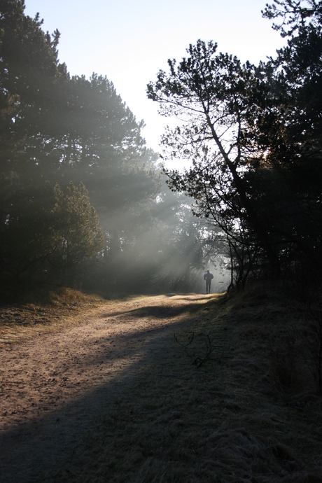 Zie de zon schijn door de bomen