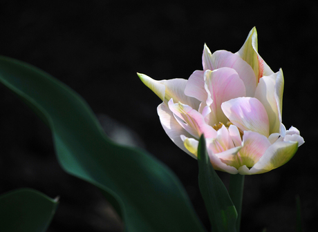 Roze schoonheid