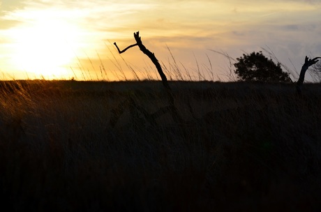 Ochtendzon op de stille heide