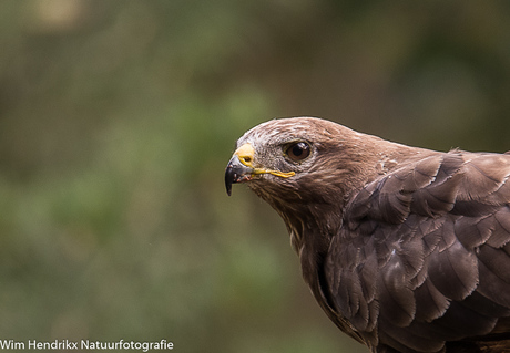 Buizerd