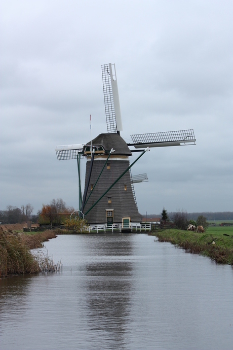 Molen