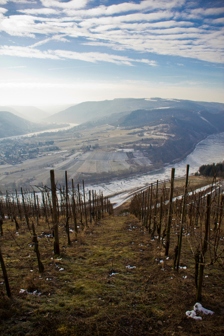 Mosel wijngaard in de winter