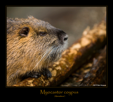 Myocastor coypus