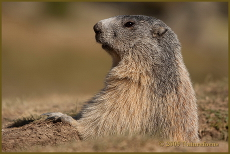 Marmot in de Alpen