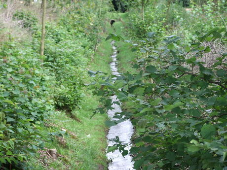 Struik bij beek