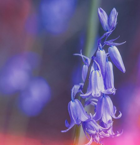 Scilla non scripta.... - ...wij kennen deze bloem als bos-of wilde hyacint, ook wel bekend als "Bleubells" 


Allen bedankt voor de mooie waarderingen op
de meerkoet. - foto door hvr2105 op 12-05-2016 - deze foto bevat: macro, bloem