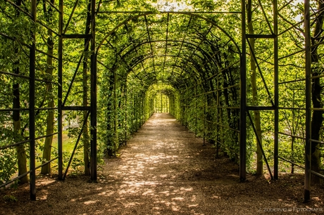 Groene tunnel