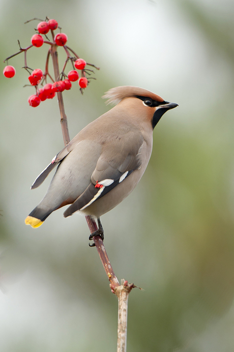 Pestvogel 2, Lauwersmeer