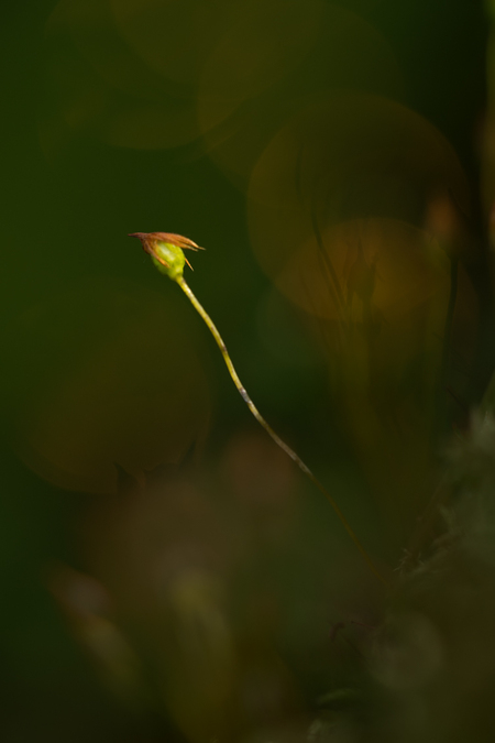 Light points, sometimes they are big, sometimes they are small, you do not have to search them, you can be one of them too - Wat een fijne Zoomdag in de botanische tuin van Utrecht. En ook nog een zonnetje. Leuk om de gezichten achter de foto's op Zoom te zien en ze te spre - foto door I-ineke op 02-05-2017 - deze foto bevat: groen, lente, bokeh, mosje