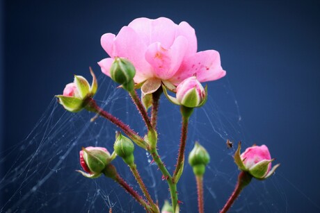roosje met spinnenwebben