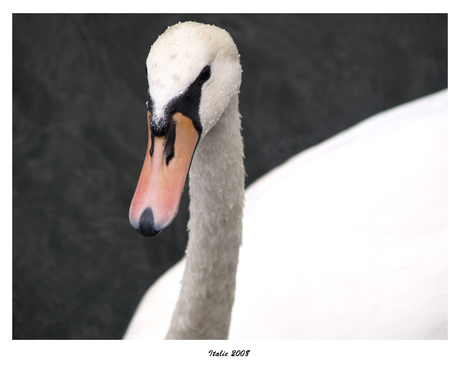 Zwaan