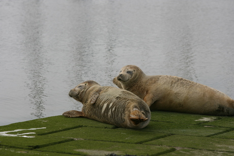 zeehondjes