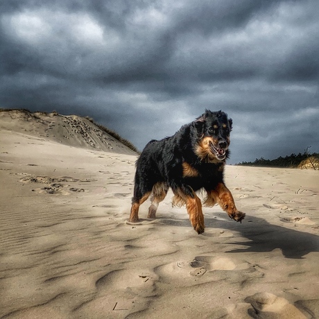 Schoorlse duinen