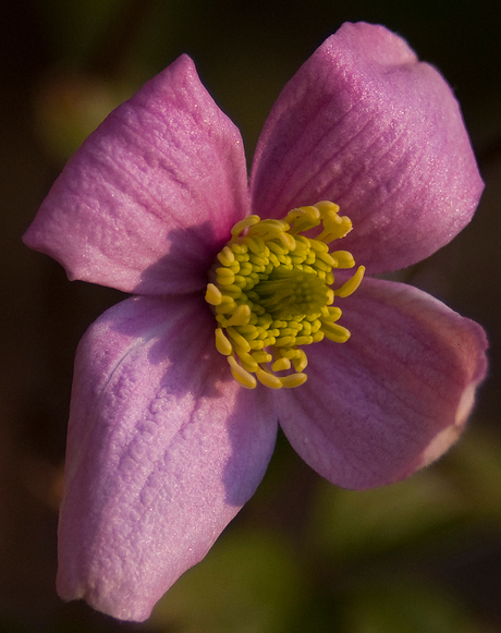 Clematis