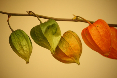 Herfstlampje.