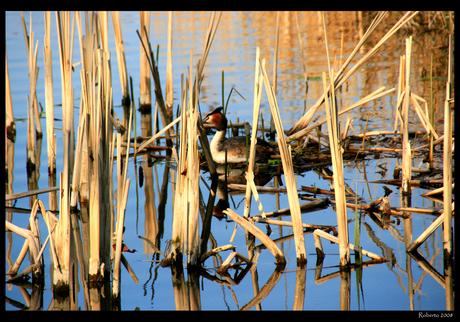 Fuut in het Riet