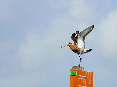 Grutto, ready for take off