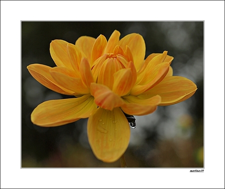 +++++++++ - zomaar een bloem 
gemaakt op een regenachtige dag 
met tussen de buien door ook nog wel wat zon 

fijne dag 
groetjes 
martina

bedankt voor  - foto door martina-09 op 19-09-2010 - deze foto bevat: natuur, druppel, martina-09, dahlia.geel