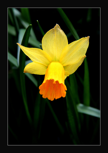 Just a Daffodil