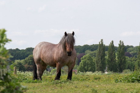 Big Mama (zeeuws trekpaard)