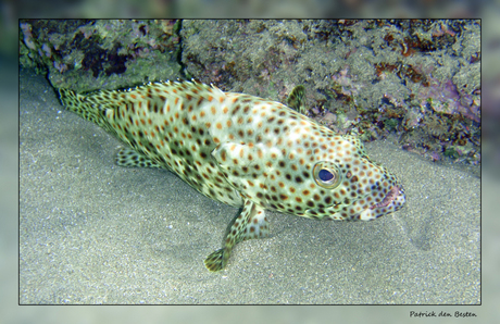 Het leven in de rode zee : Coral grouper