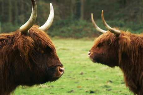 Schotse Hooglanders