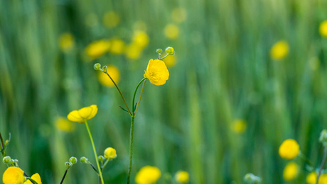 boterbloemen