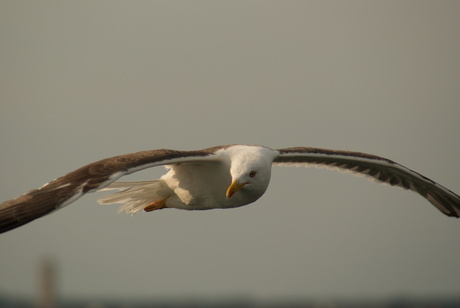 In vogelvlucht