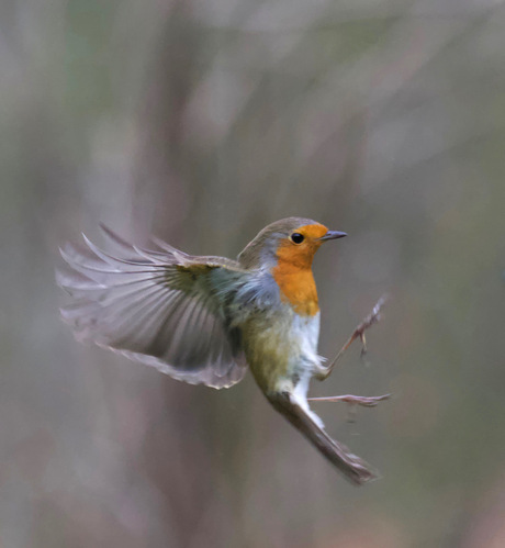 Roodborst vooruit